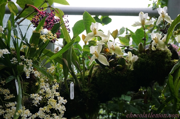 National Orchid Garden２９
