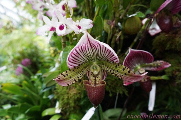 National Orchid Garden３１