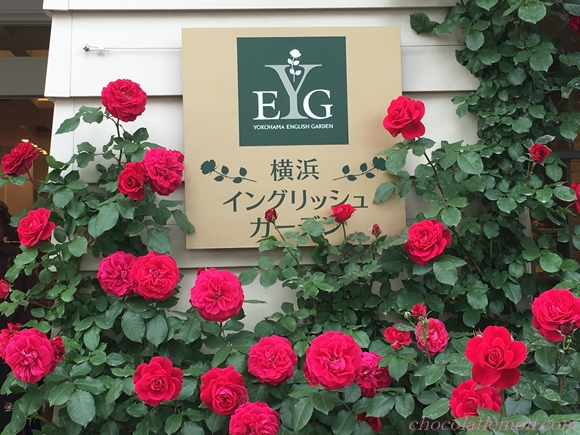 アクセス難でも行く価値大 横浜イングリッシュガーデンのバラが見頃 17 ときめきライツを探して
