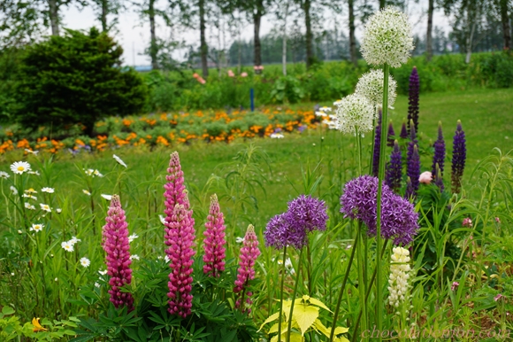 紫竹ガーデン１１
